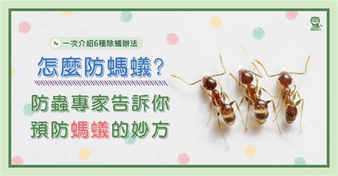 房間有螞蟻原因|怎麼防螞蟻？螞蟻大軍怕什麼？居家螞蟻防治專家告訴。